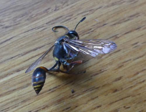 Sceliphron curvatum